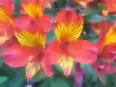 Flower-arranging